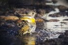 Exposição reúne registros de aves em parque de Resende